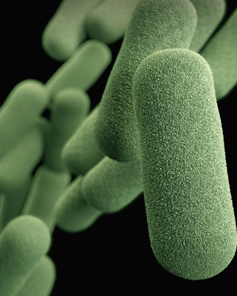 A microscopic view of a cluster of bacteria.