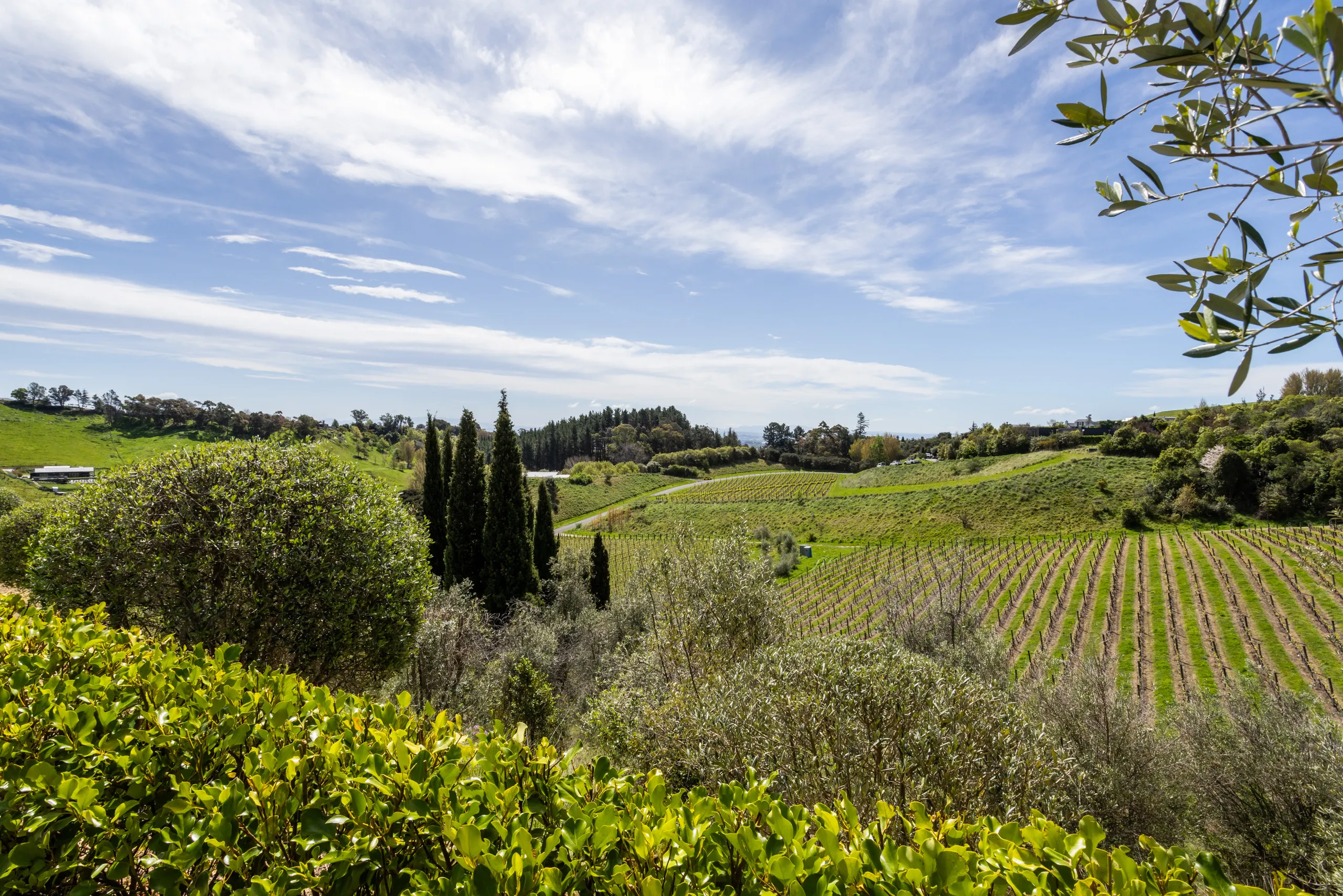 Overlooking Hill Country Vineyard