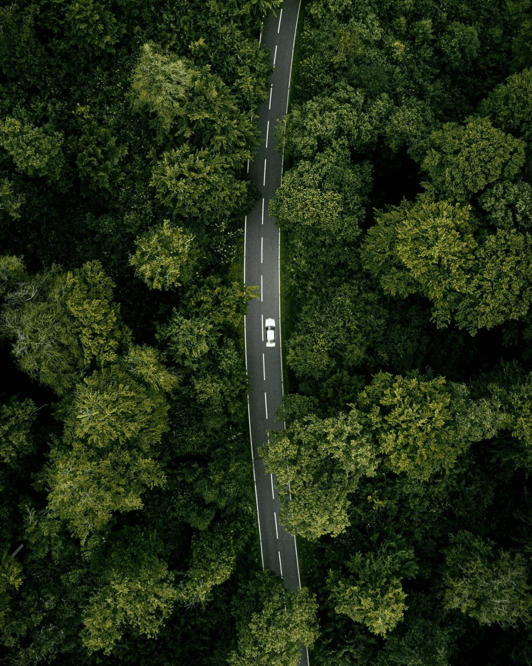 Vue sur une voiture roulant sur une route bordée d'arbres.