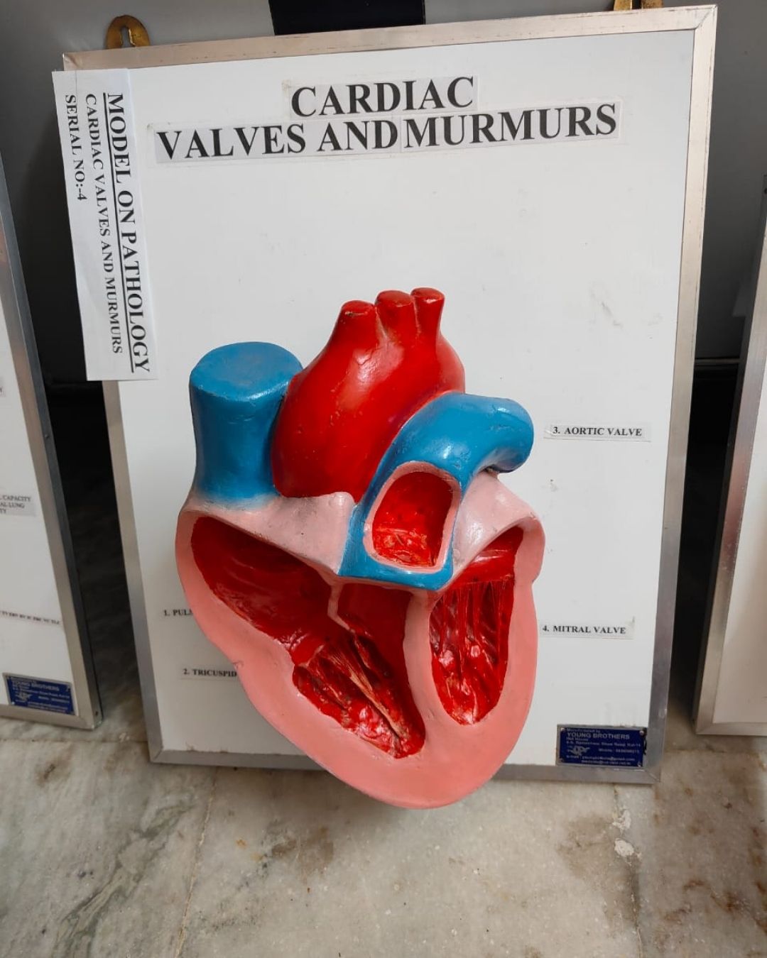 Cardiac Valves & Murmurs