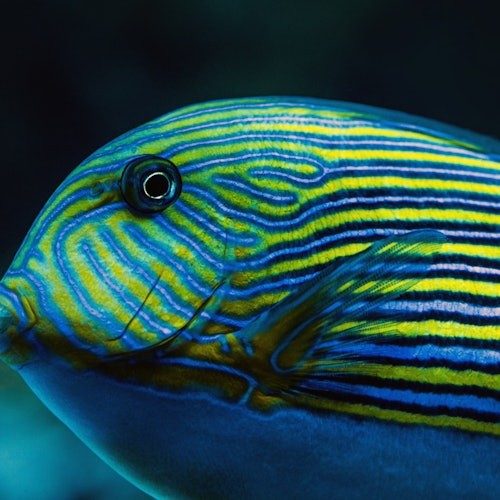 在深色模糊背景下，一条具有鲜艳蓝色和黄色条纹的鱼，其清晰可见的眼睛和鱼鳍的特写镜头。