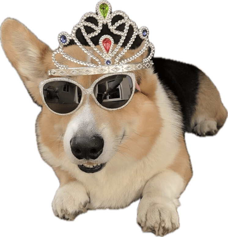 Best Corgy