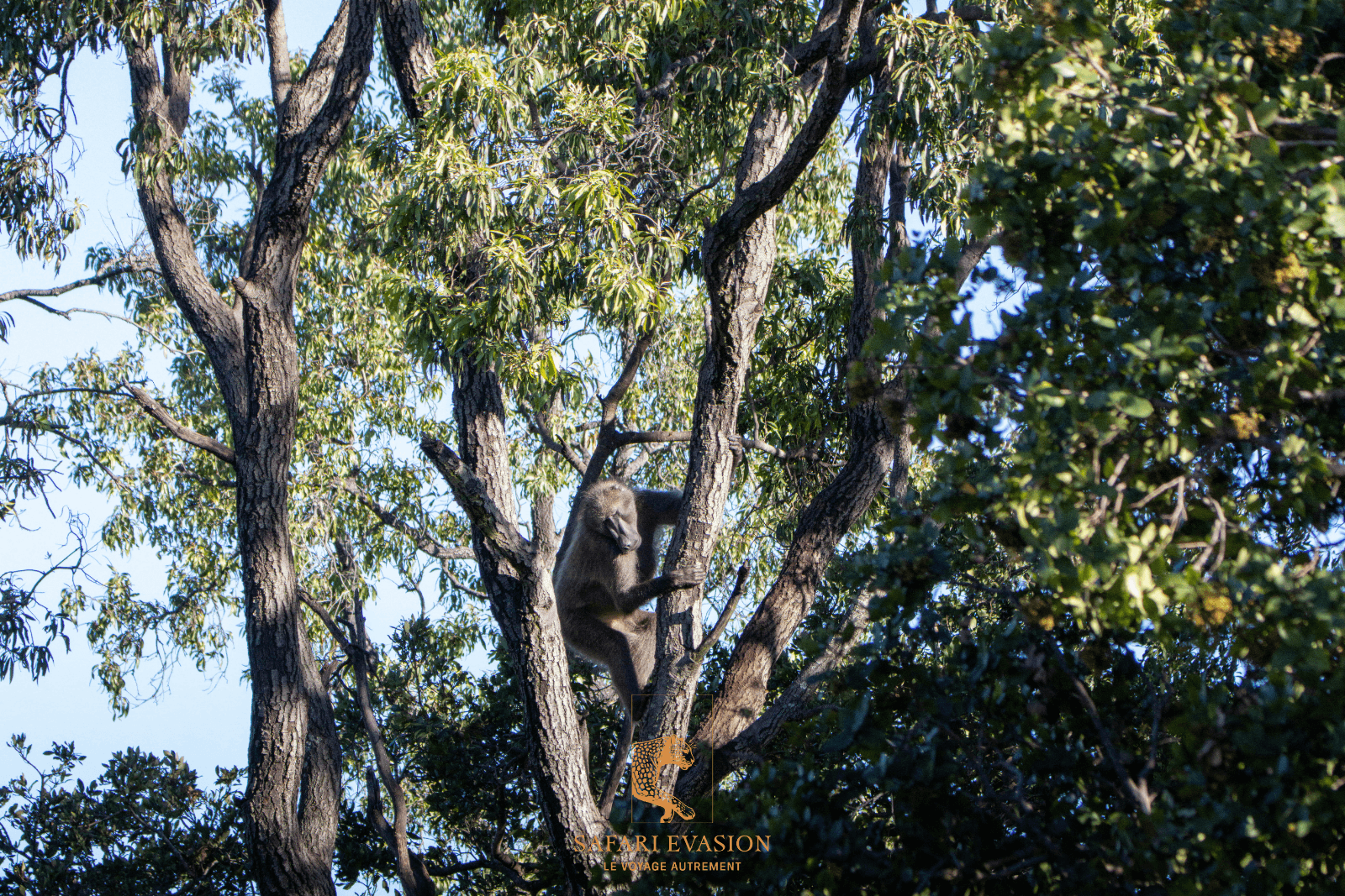 babouin dans un arbre