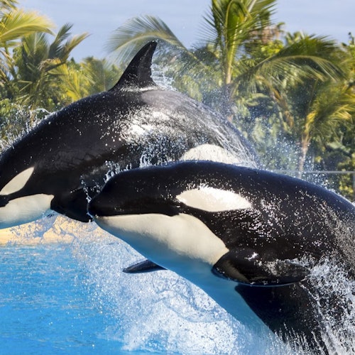 Loro Parque: Vstupenka + Vše v jednom vstupenka v Puerto De La Cruz