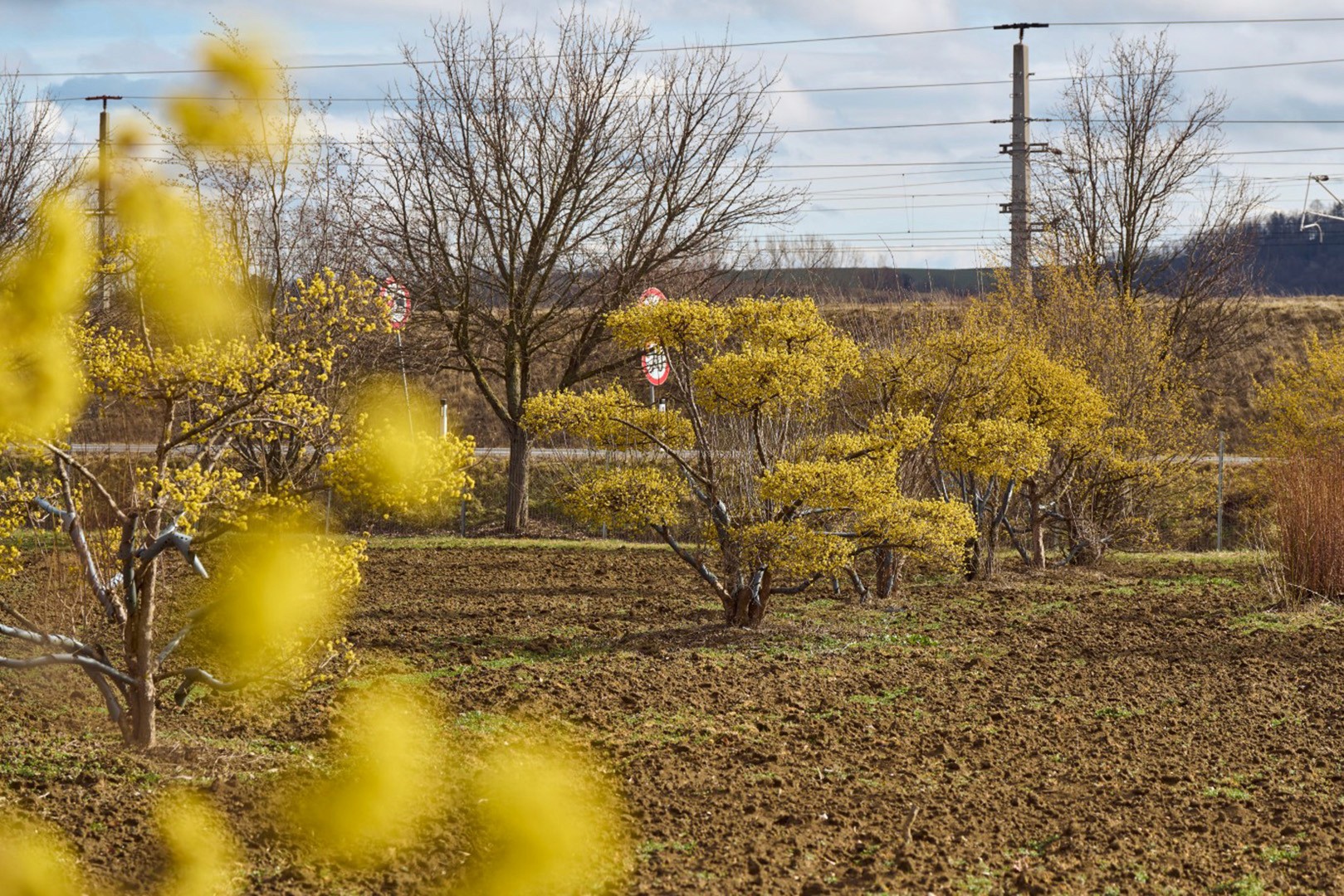 Cornus mas Bonsai mit mehrstämmigem Wuchs, kunstvoll geformten Ästen und zahlreichen kleinen gelben Blüten.