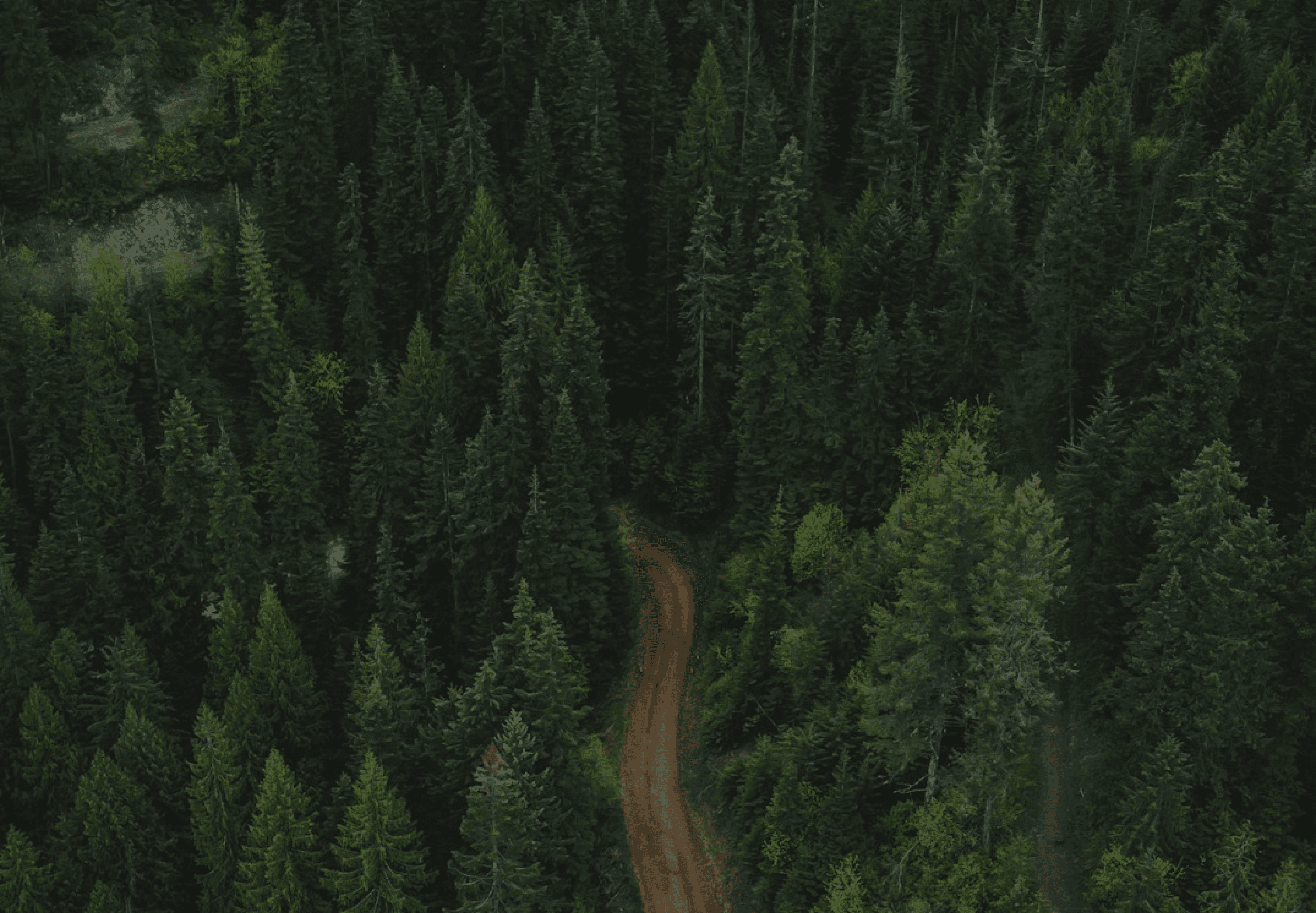 Aerial view of a dense evergreen forest with a winding dirt path cutting through the tall pine trees.