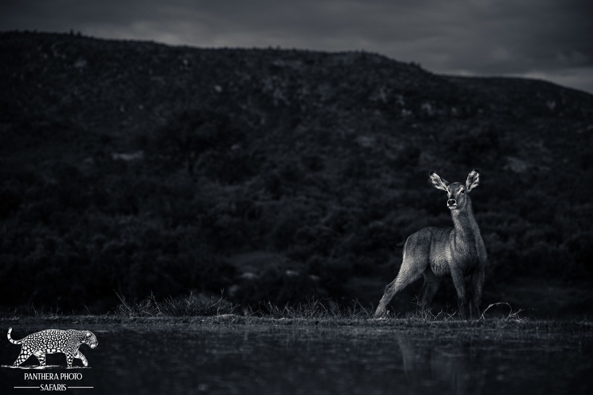 Kambaku River Lodge Bird hide Safari Trip Report
