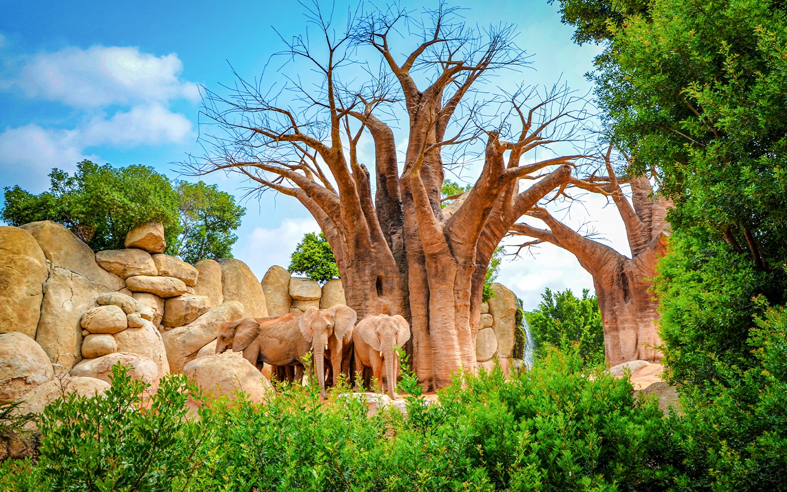Elephants near baobab trees at Bioparc Valencia.