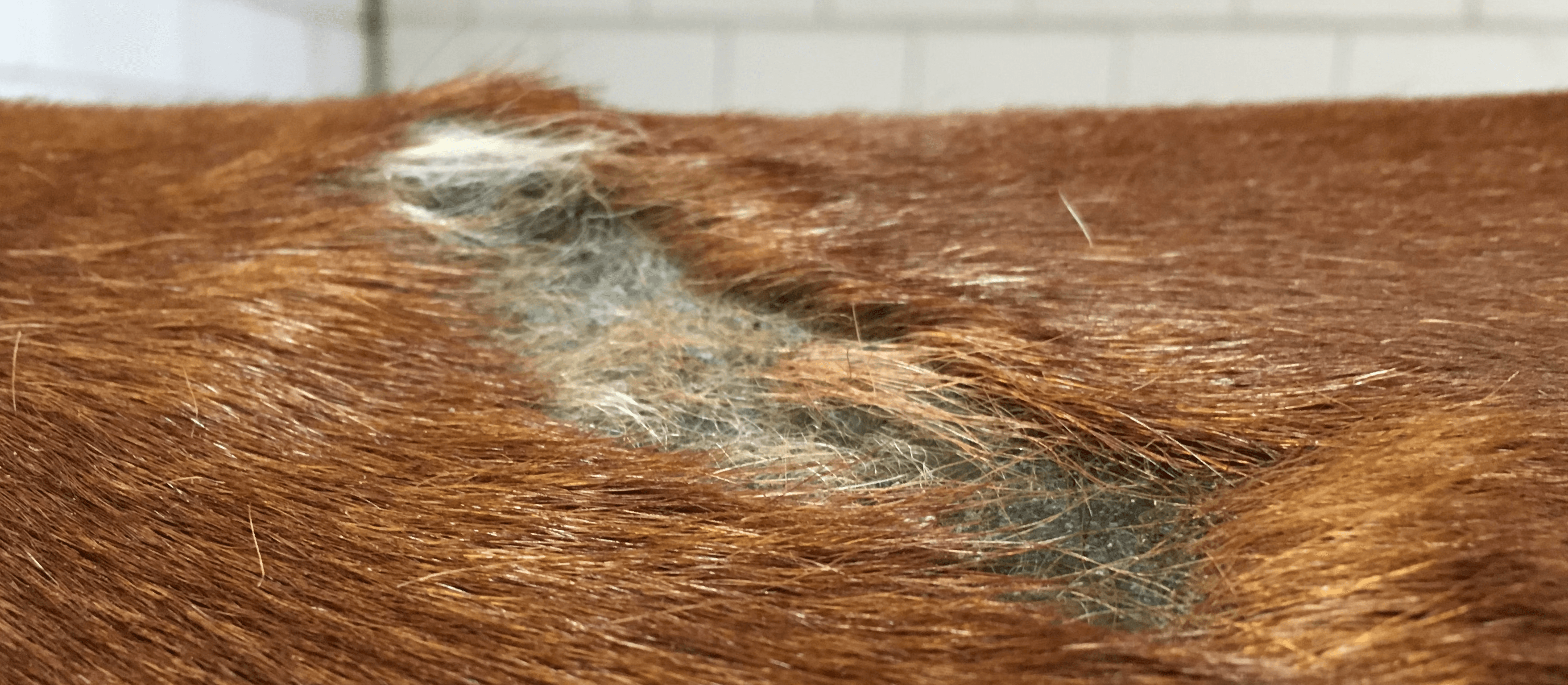 brandwond rug paard 