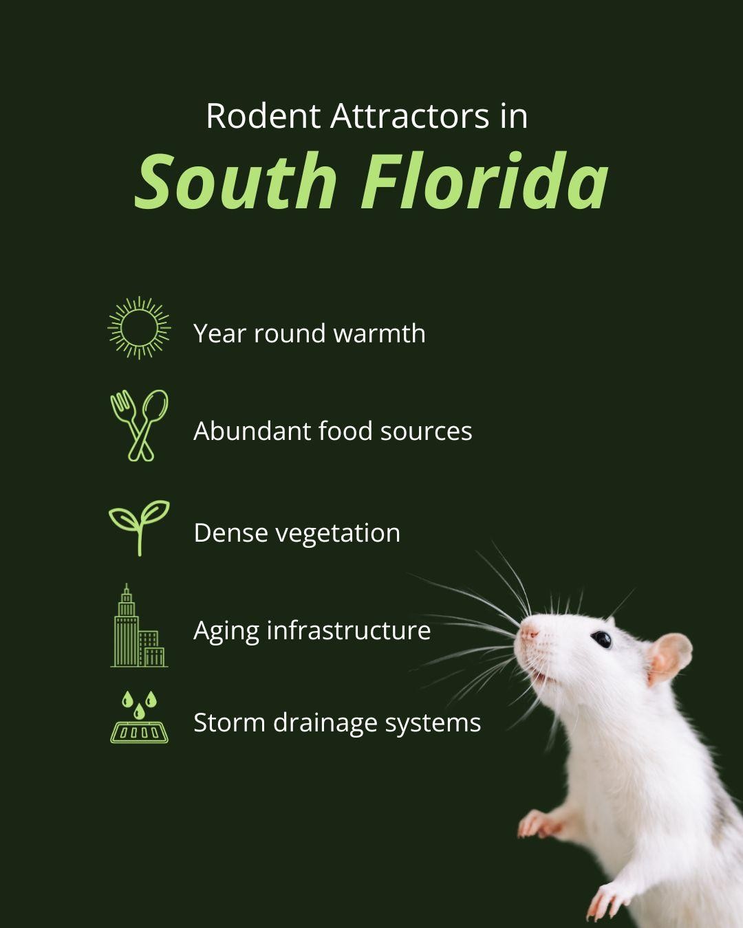 a list of what attracts rodents in south florida