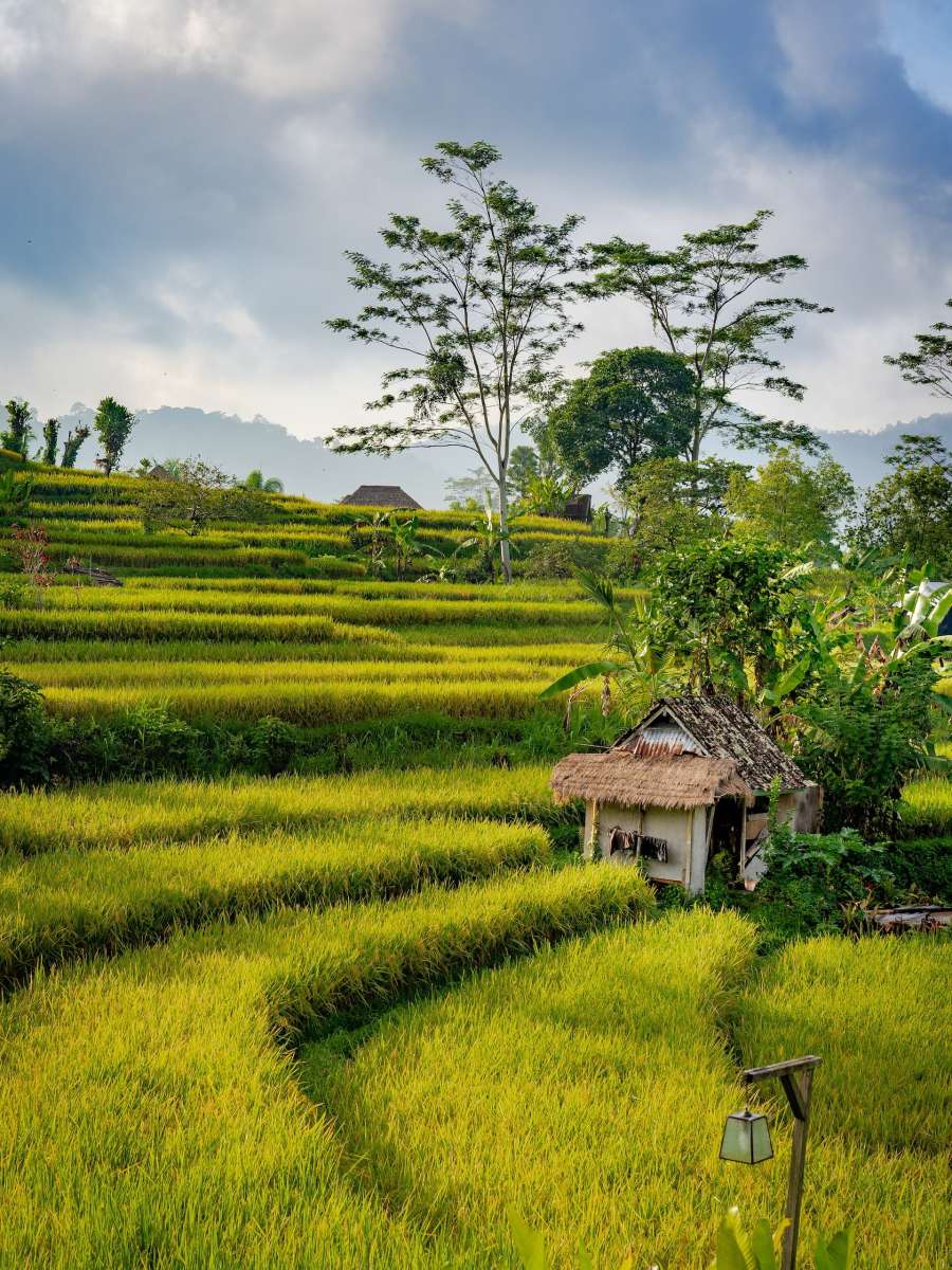 Rice fields, Bali