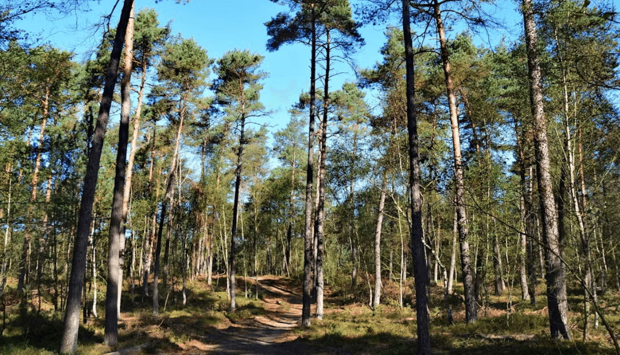 Boswandeling met een pad tussen hoge bomen, helderblauwe lucht en zonlicht dat door de bomen schijnt. Een rustige en groene omgeving.