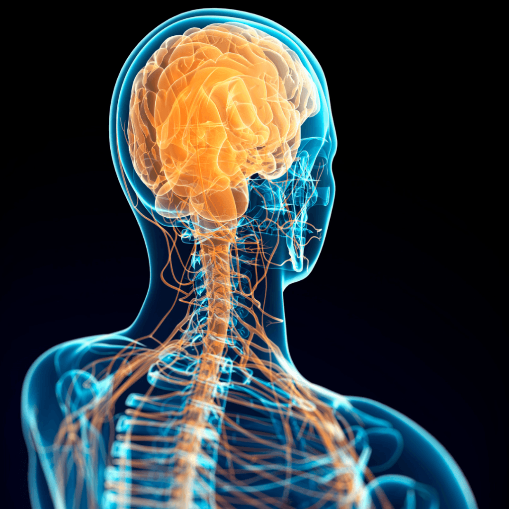 Nervous System