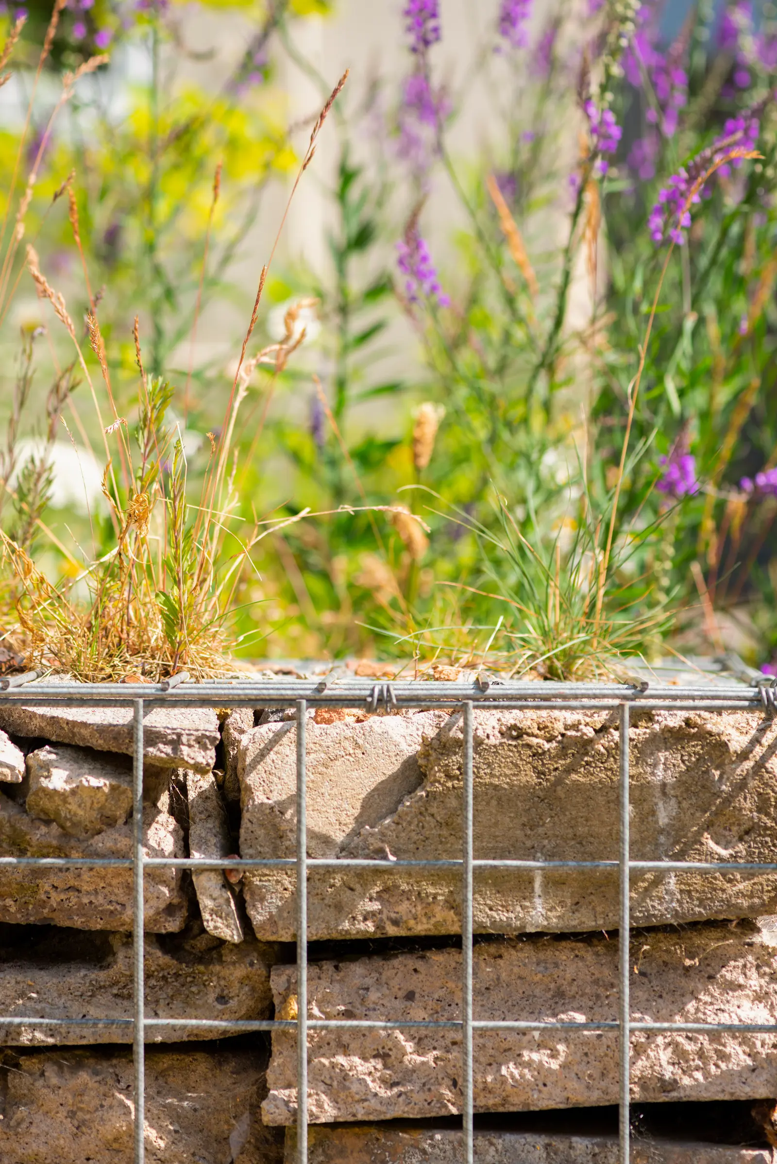 A close-up of a stone wall with colorful wildflowers and greenery in the background, bathed in soft sunlight.