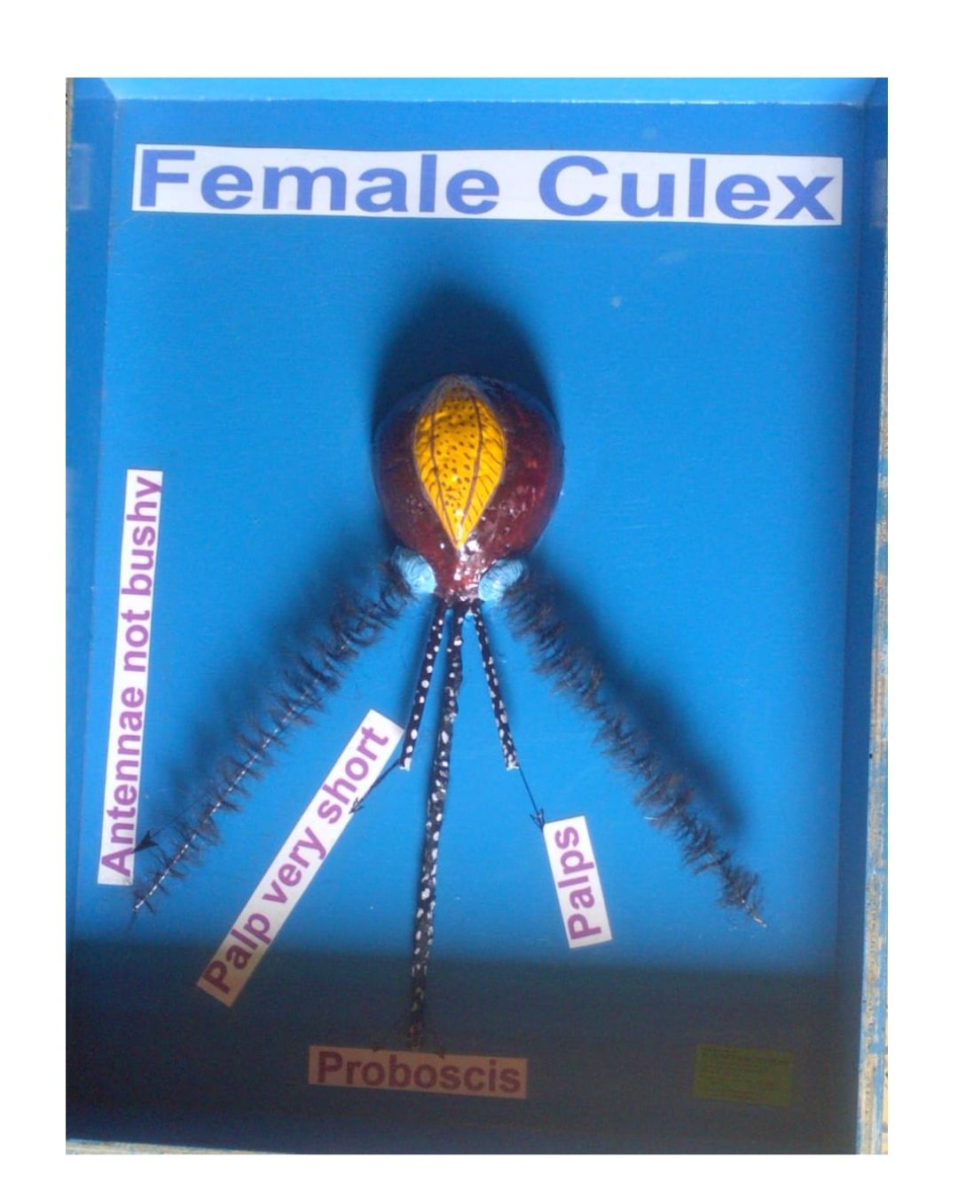Head of Culex Female