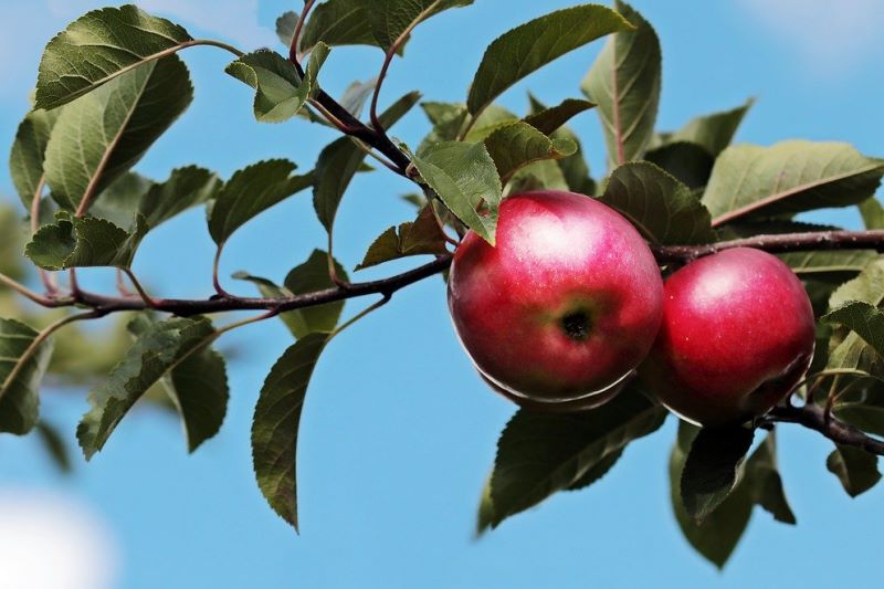 Mela Red Delicious o Stark Delicious