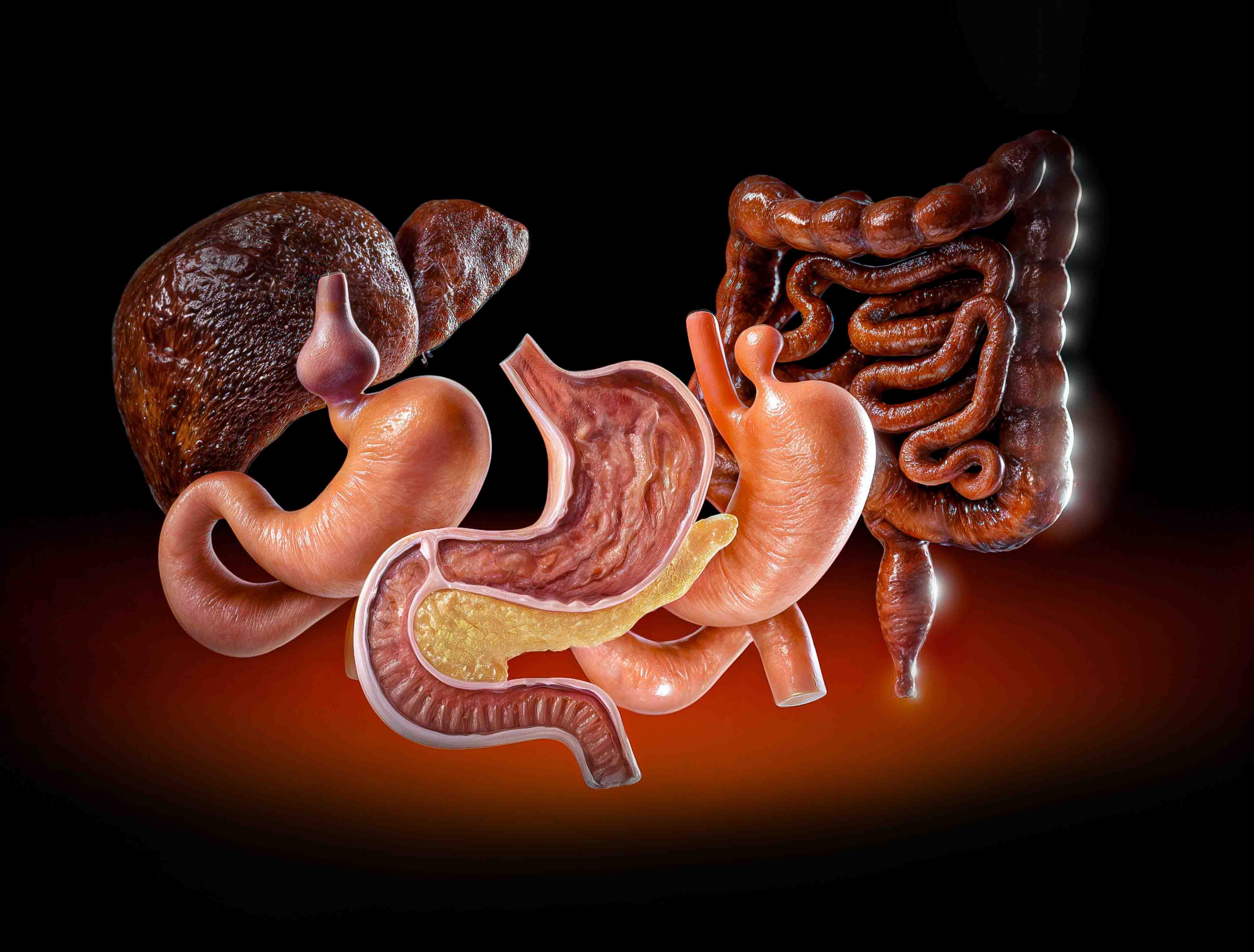 3D visualization of the gastrointestinal system, featuring detailed anatomy and 3D renderings of digestive organs, including the stomach, intestines, and related structures for educational and medical purposes.