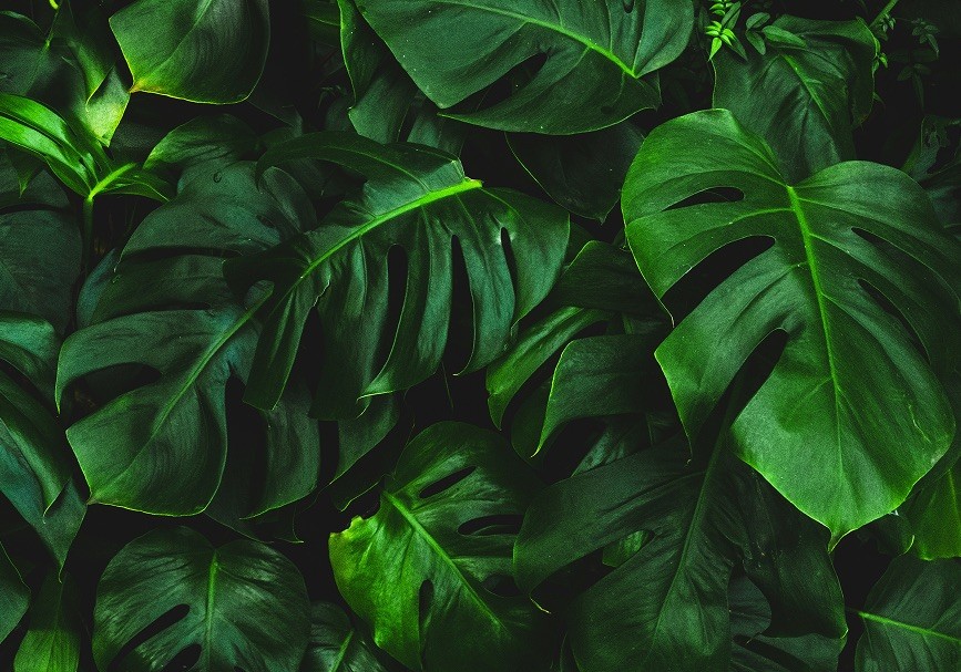 Green Leaf
