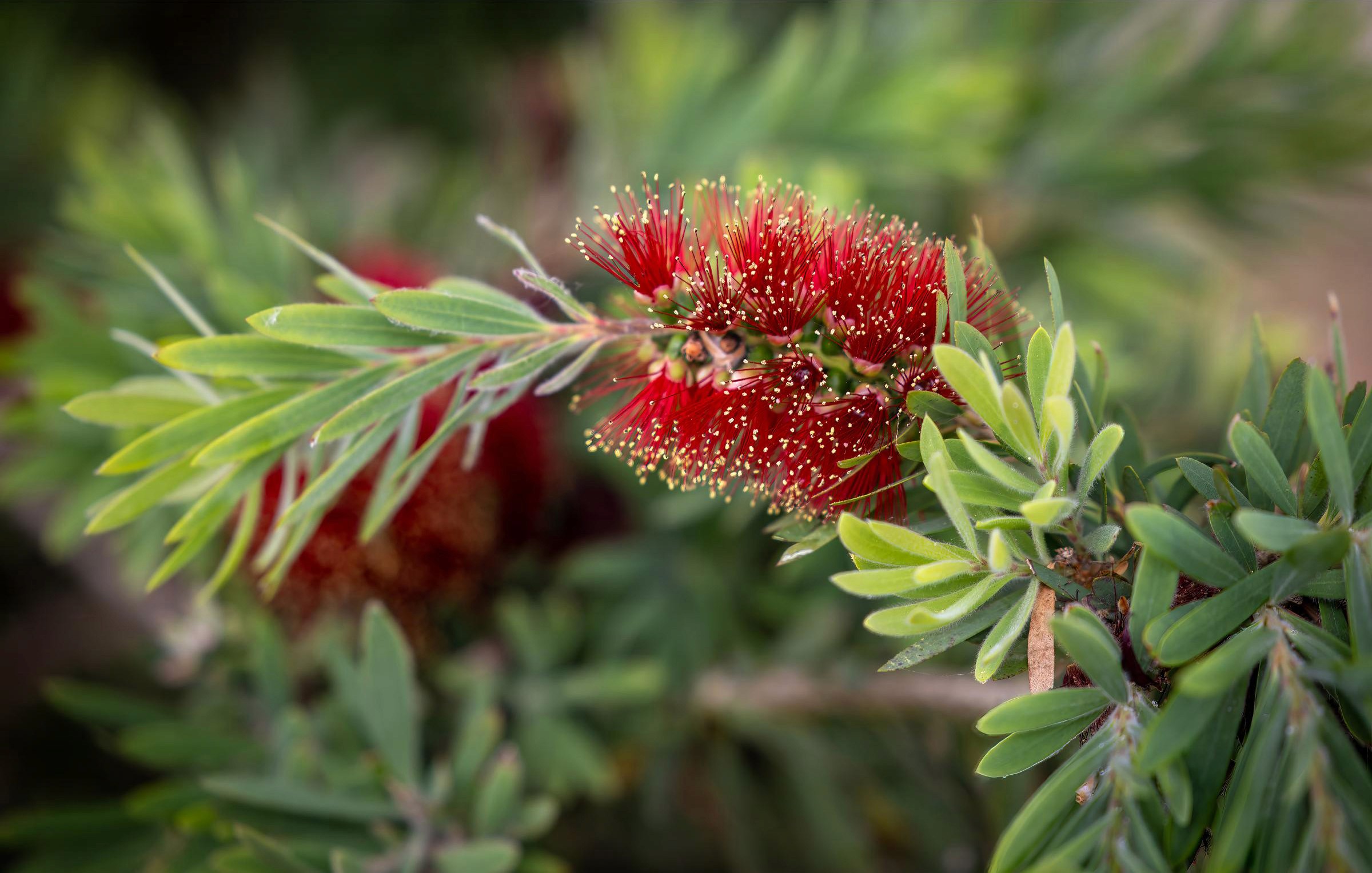 Bottlebursh / Callistemon