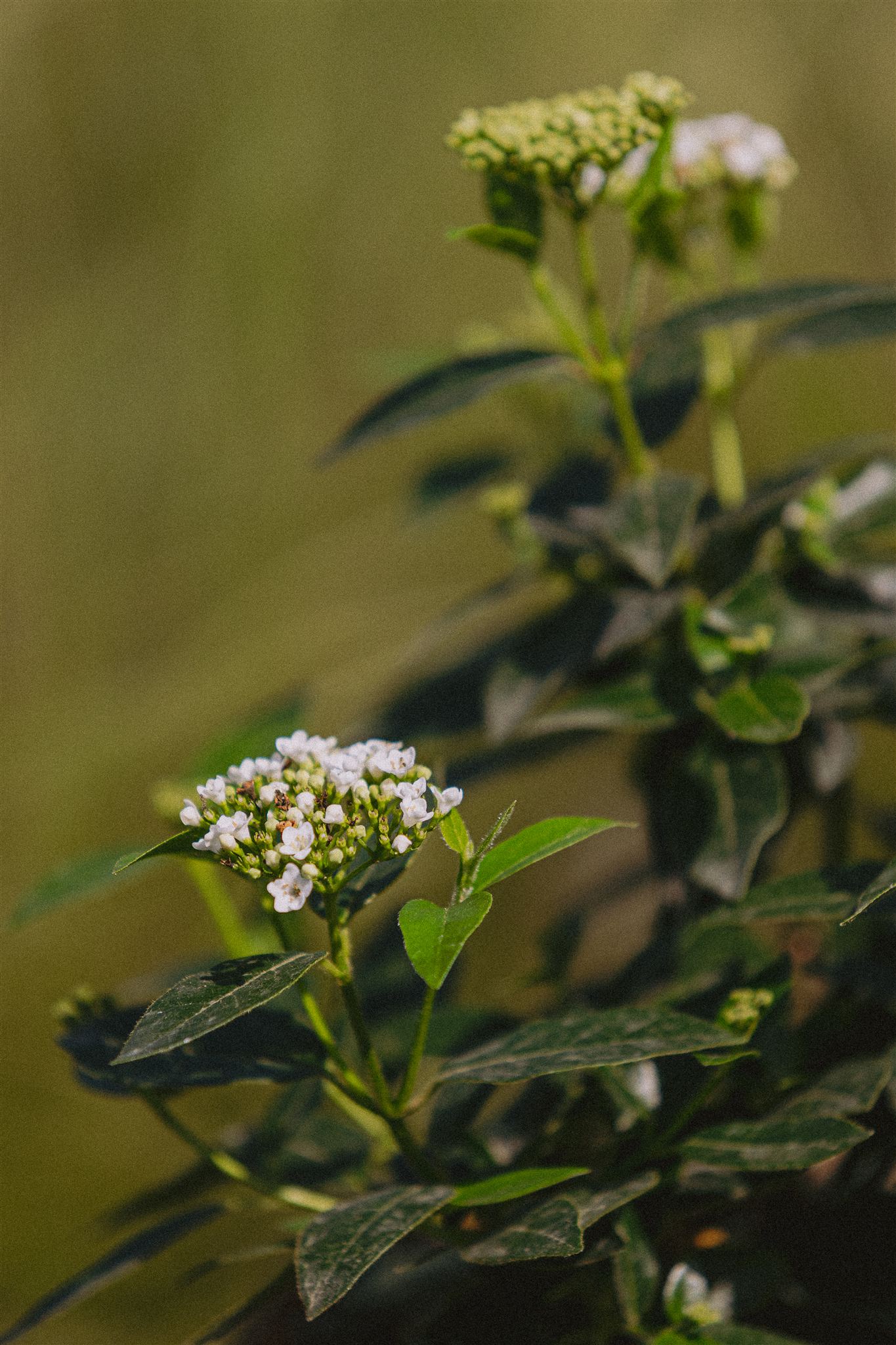 Viburnum tinus Eiviss Garden