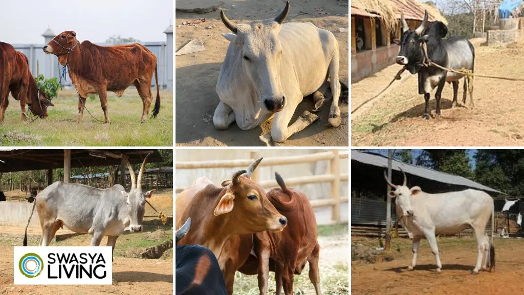 Different Types of Cow Breeds in India
