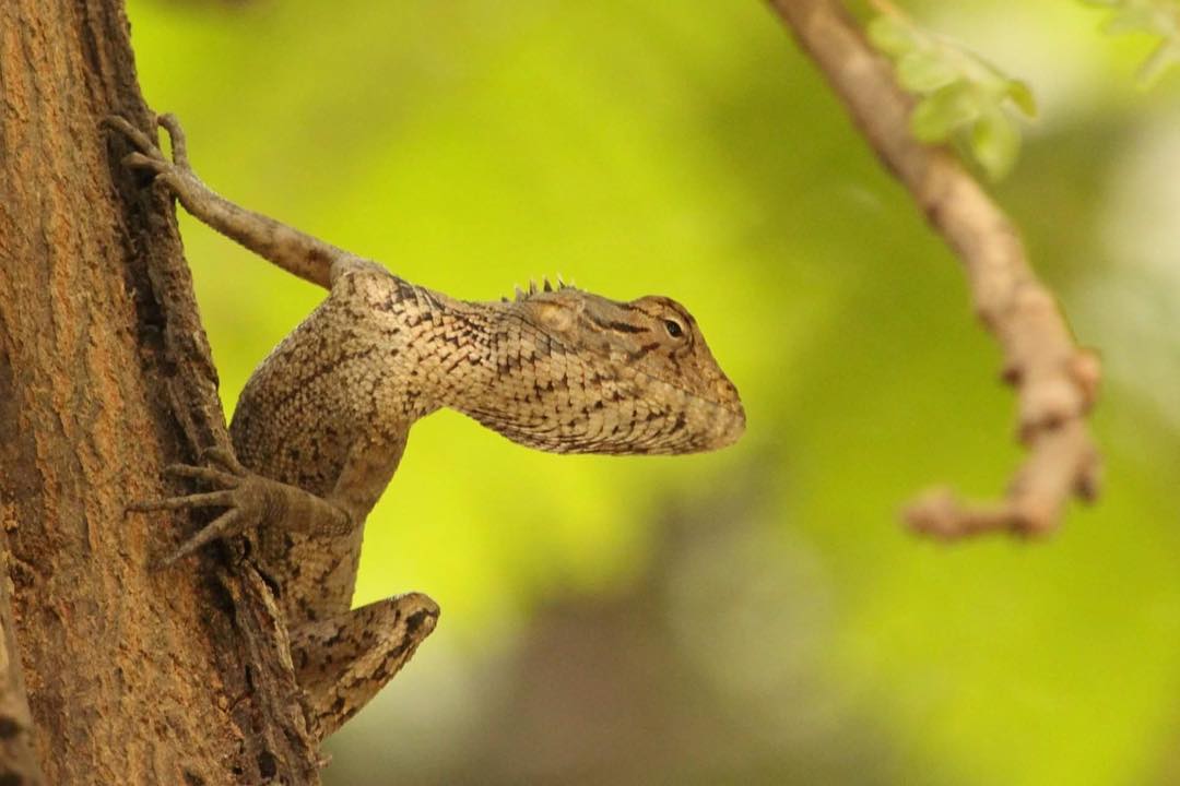 A lizerd scanning its surrounding while walking up a tree