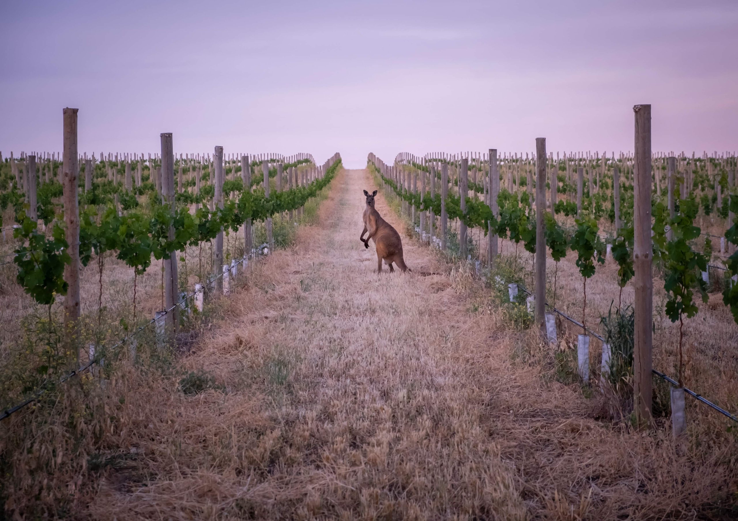 A kangaroo standing in a grass row between two parallel runs of vines at dusk, a lavender twilight sky behind.