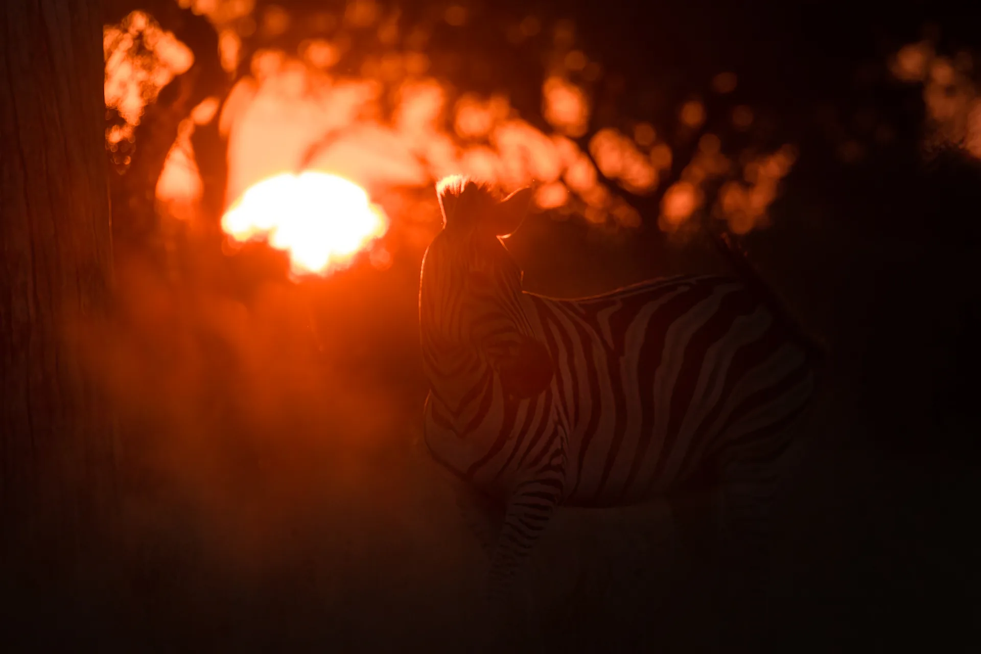 A zebra standing among trees at sunset.