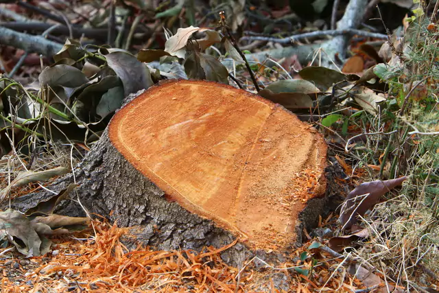 Caldwell stump grinding