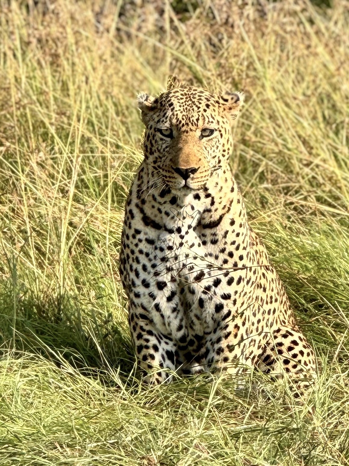 The predator's gaze at Maasai Mara