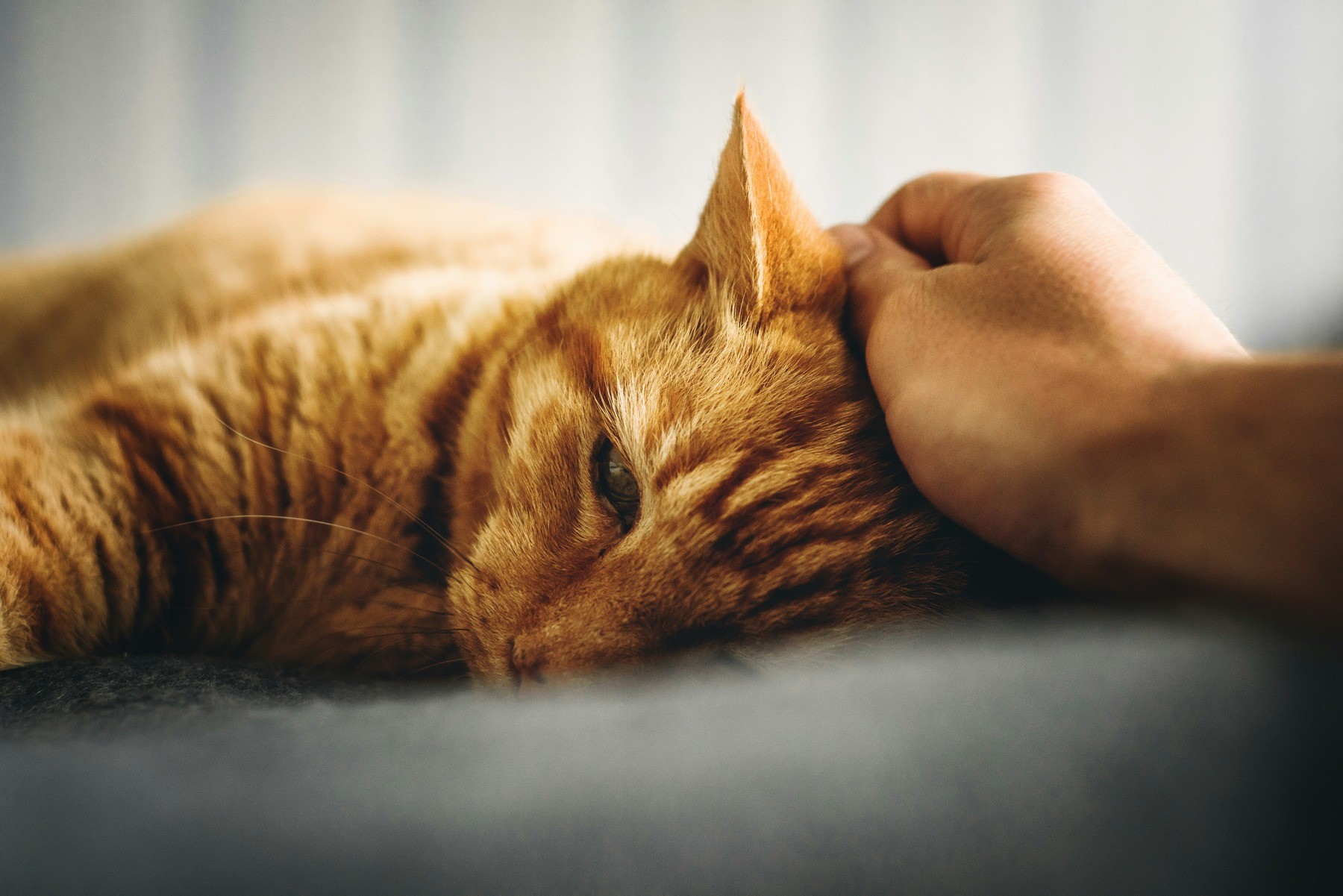 Someone petting a cat