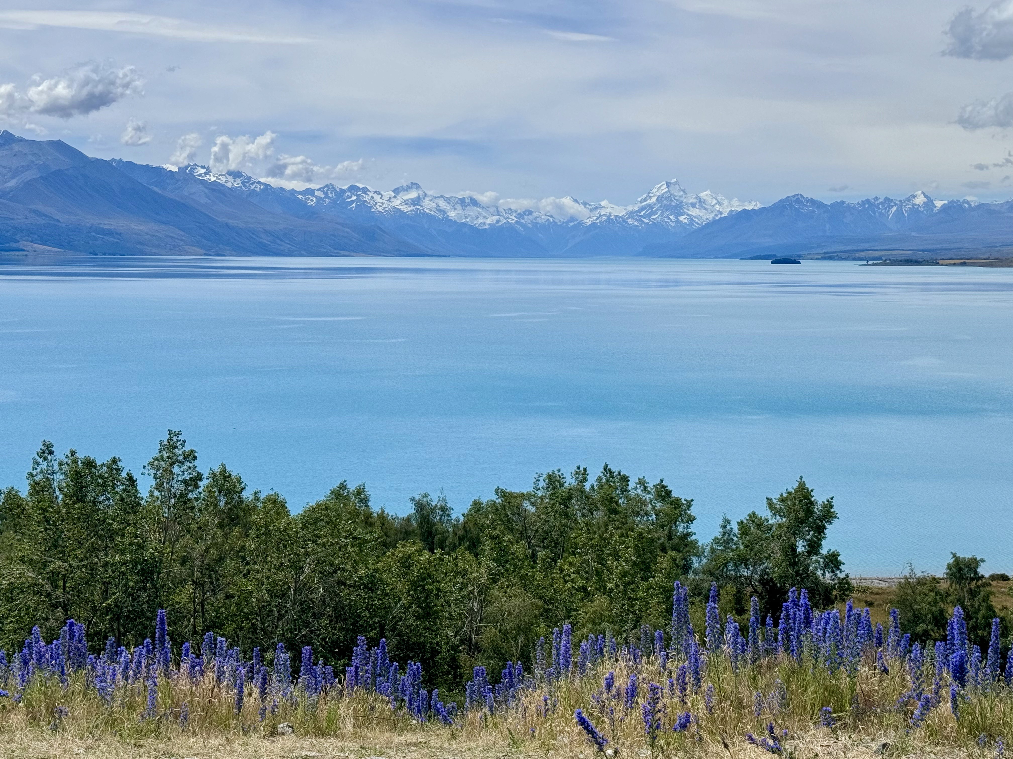 Lake Pukaki and Mt. Cook in the background with lupins bordering the lake