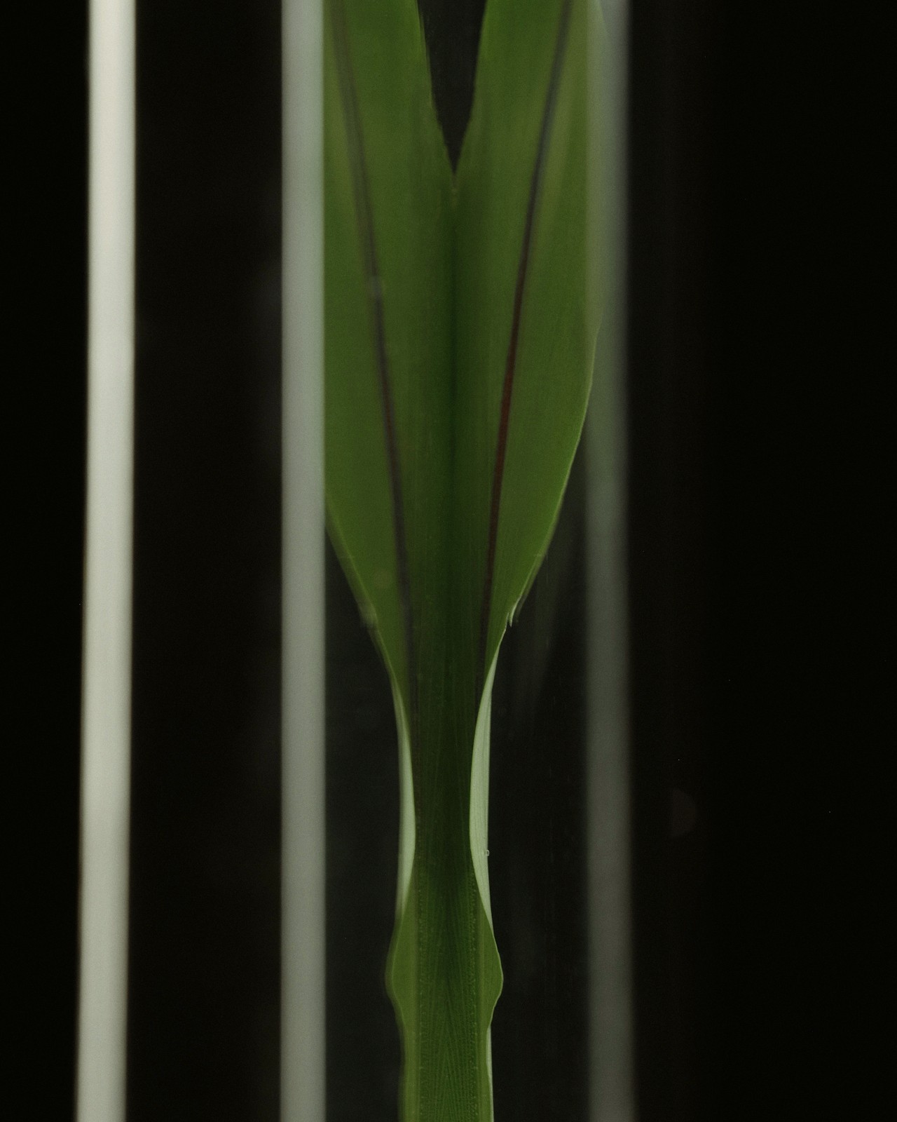 Modern glass and steel building with warm wooden ceilings, surrounded by lush greenery, blending contemporary architecture with nature.