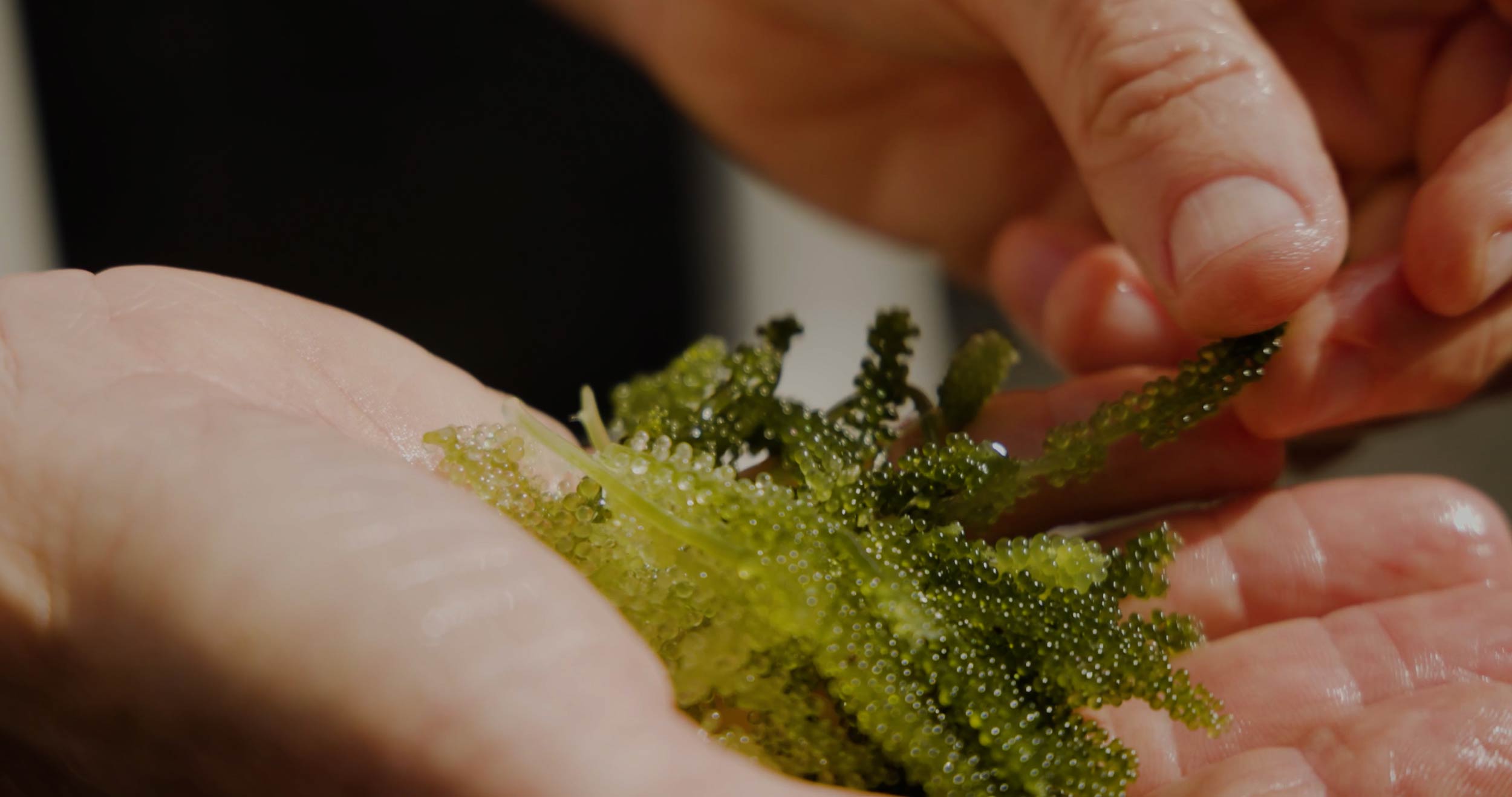 Streetside billboard with flyposters of the Batch.Works brand and illustrations