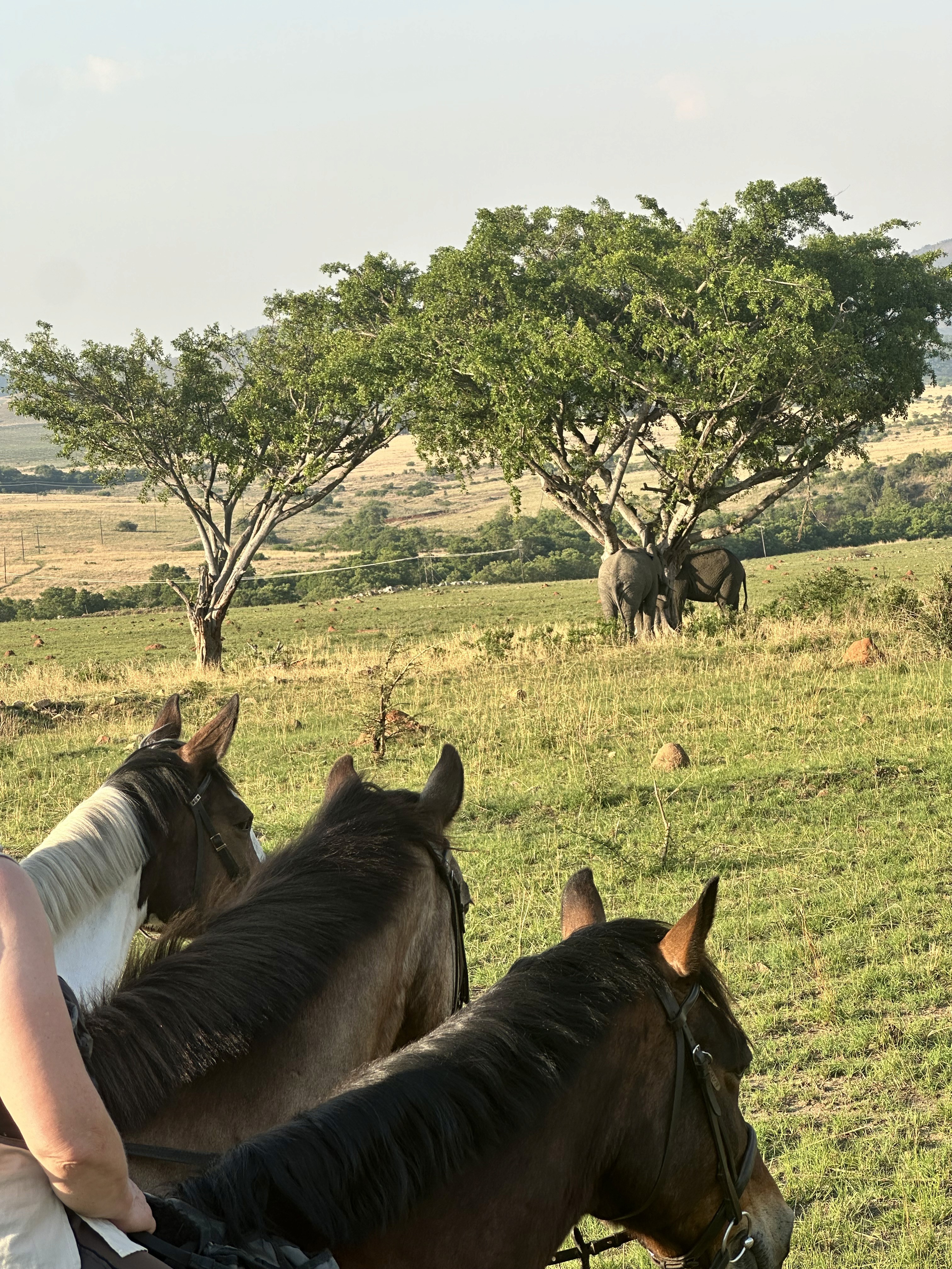 Kilimanjaro Elephant Ride, Arusha National Park, Tanzania – elefant i högt gräs tittar mot kameran, medan fem ryttare till häst på ridsafari i bakgrunden betraktar elefanten i ett grönt och frodigt landskap.
