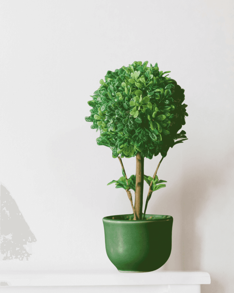 Mooncrest Fiffle Tree