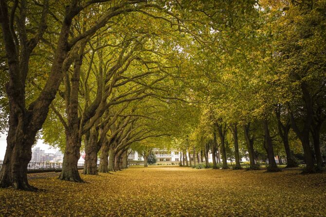 Wander around Wandsworth Park