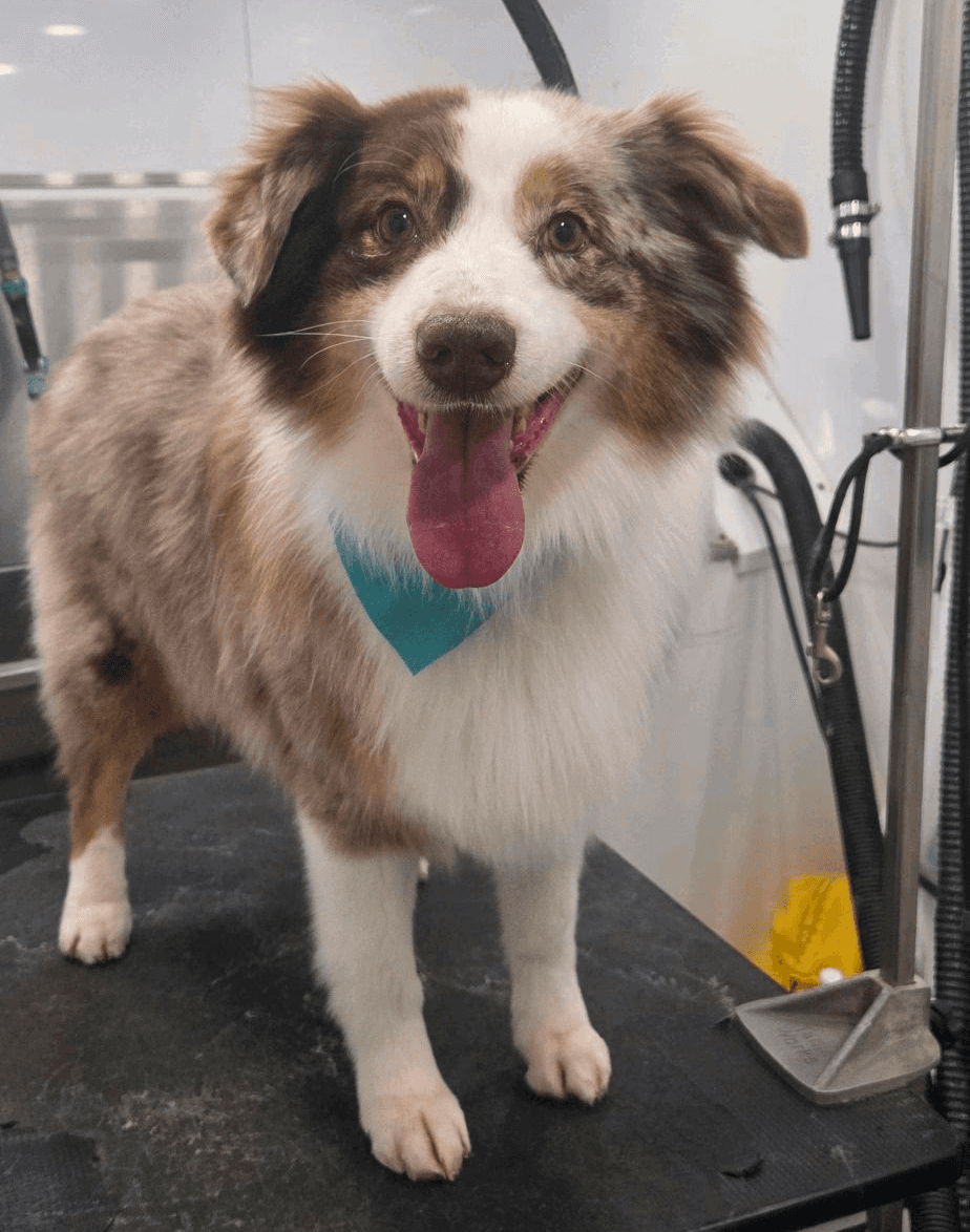 Weiner Dog - Puppy's First Groom Page