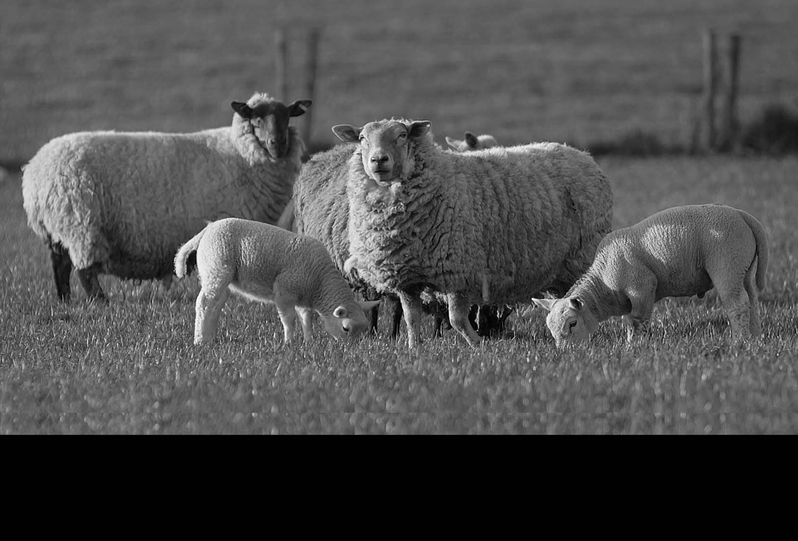 Sheep from Ballyhubock Farm producing the best milk which is then getting supplied to As One Restaurant Dublin