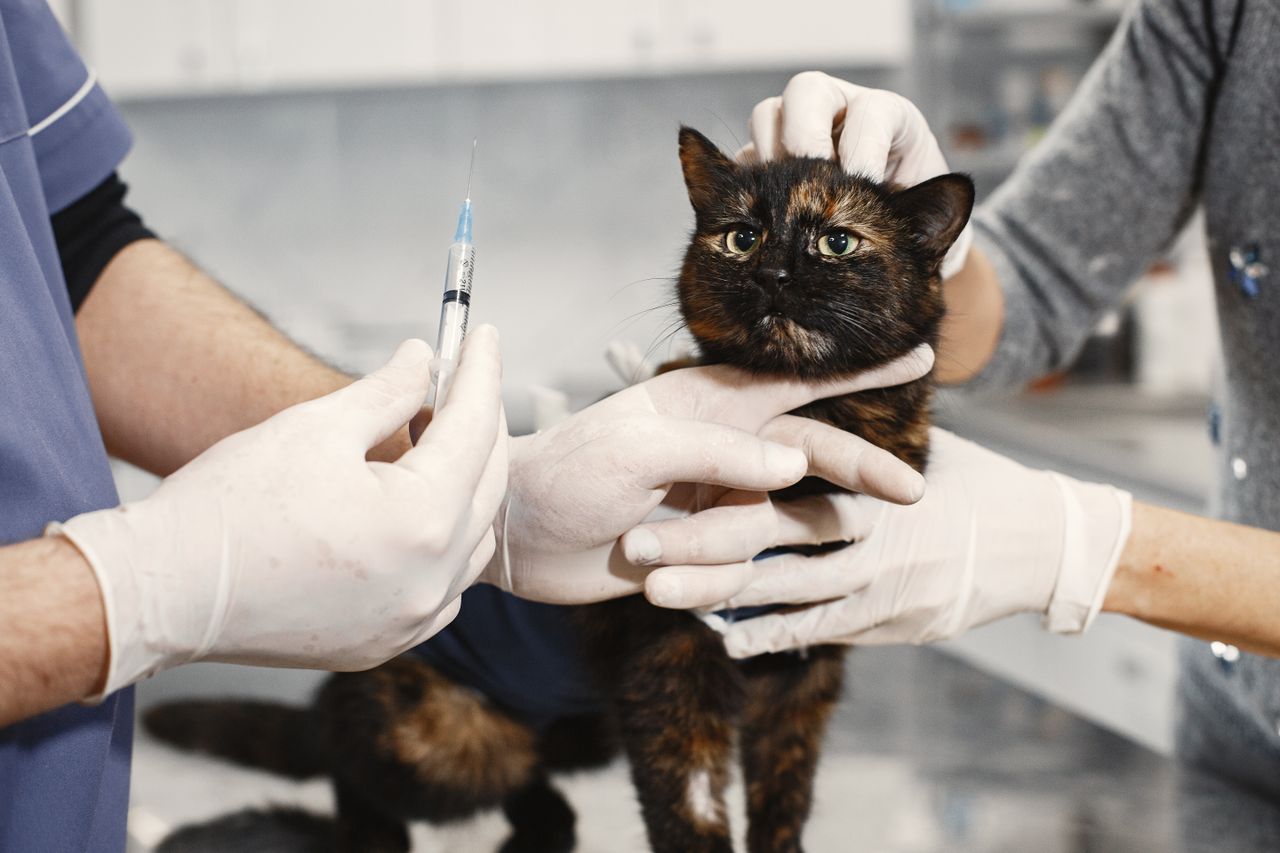 A cat is being comforted during the FVRCP vaccination process.