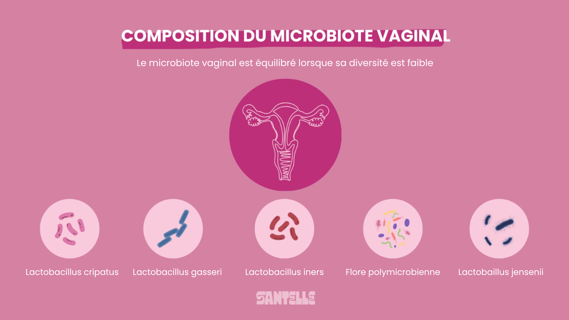 composition du microbiote vaginal Santelle
