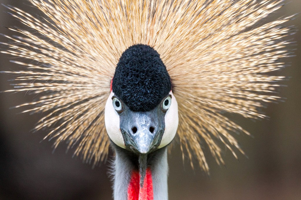 Vogel met gekke kuif