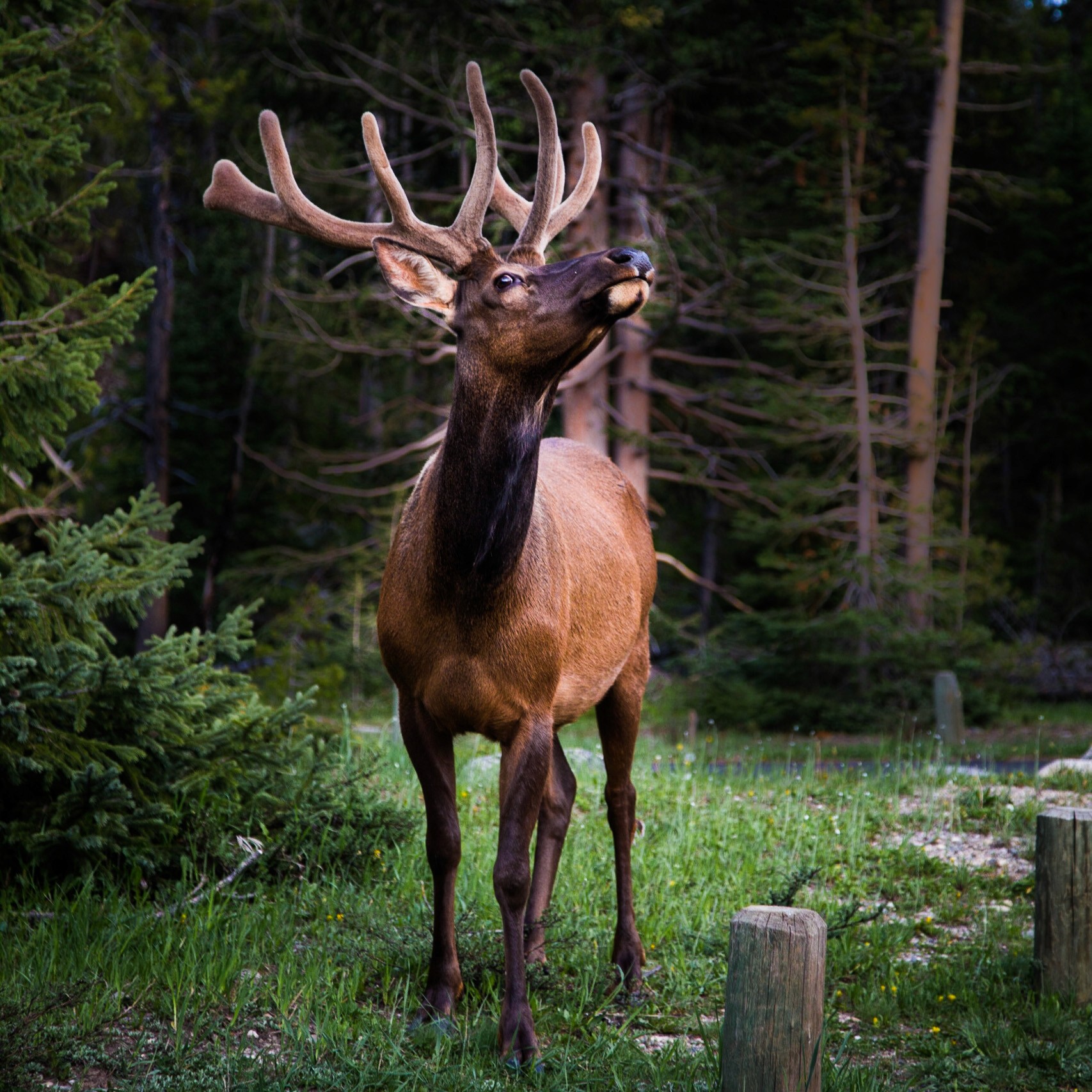 Foodpairing for launch of Dom Pérignon Rosé 2009