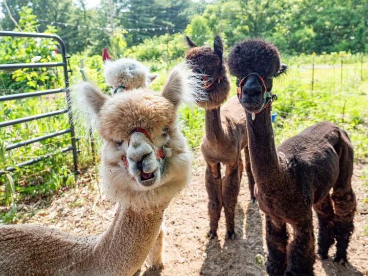 A herd of Alpacas Outdoors