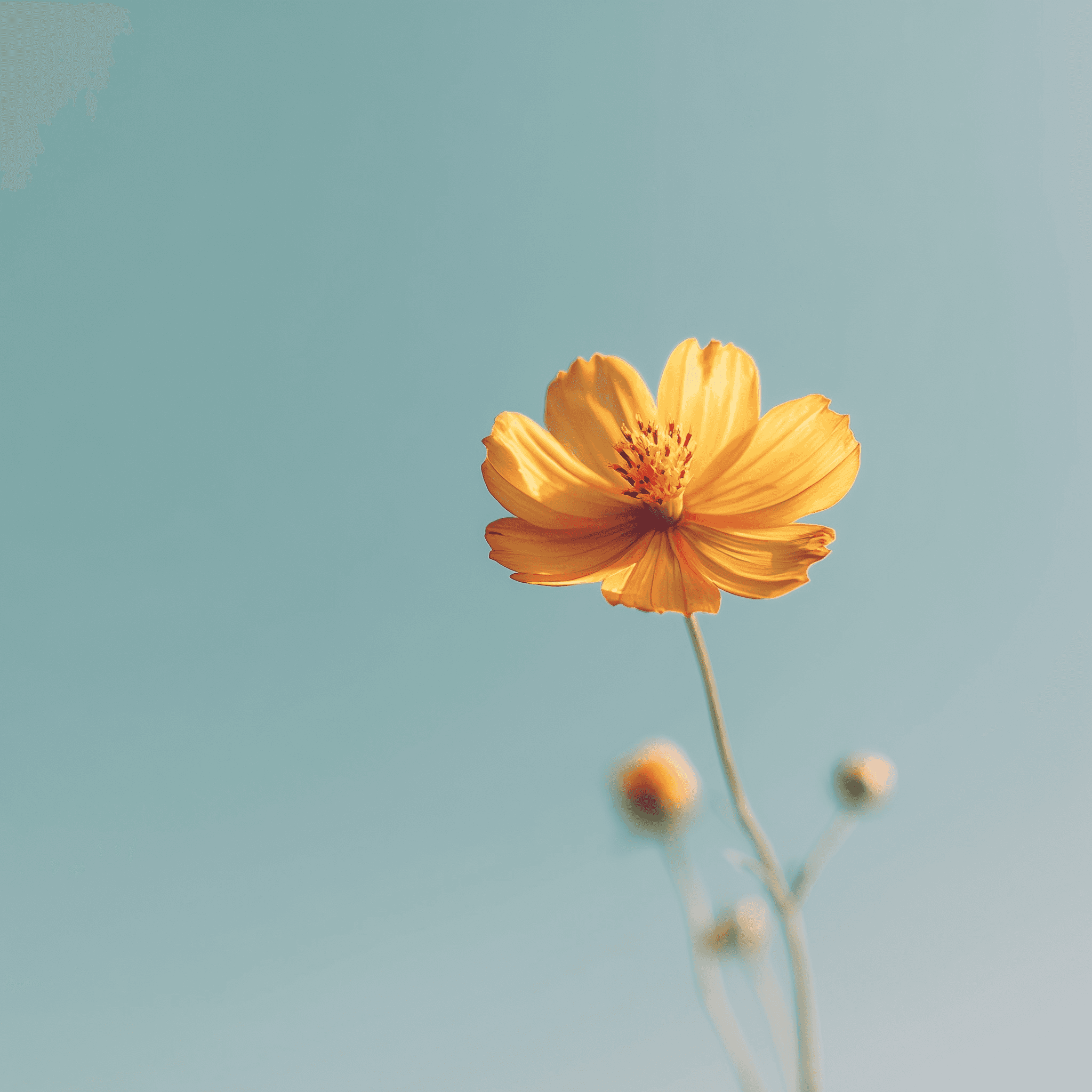 Describe your image here