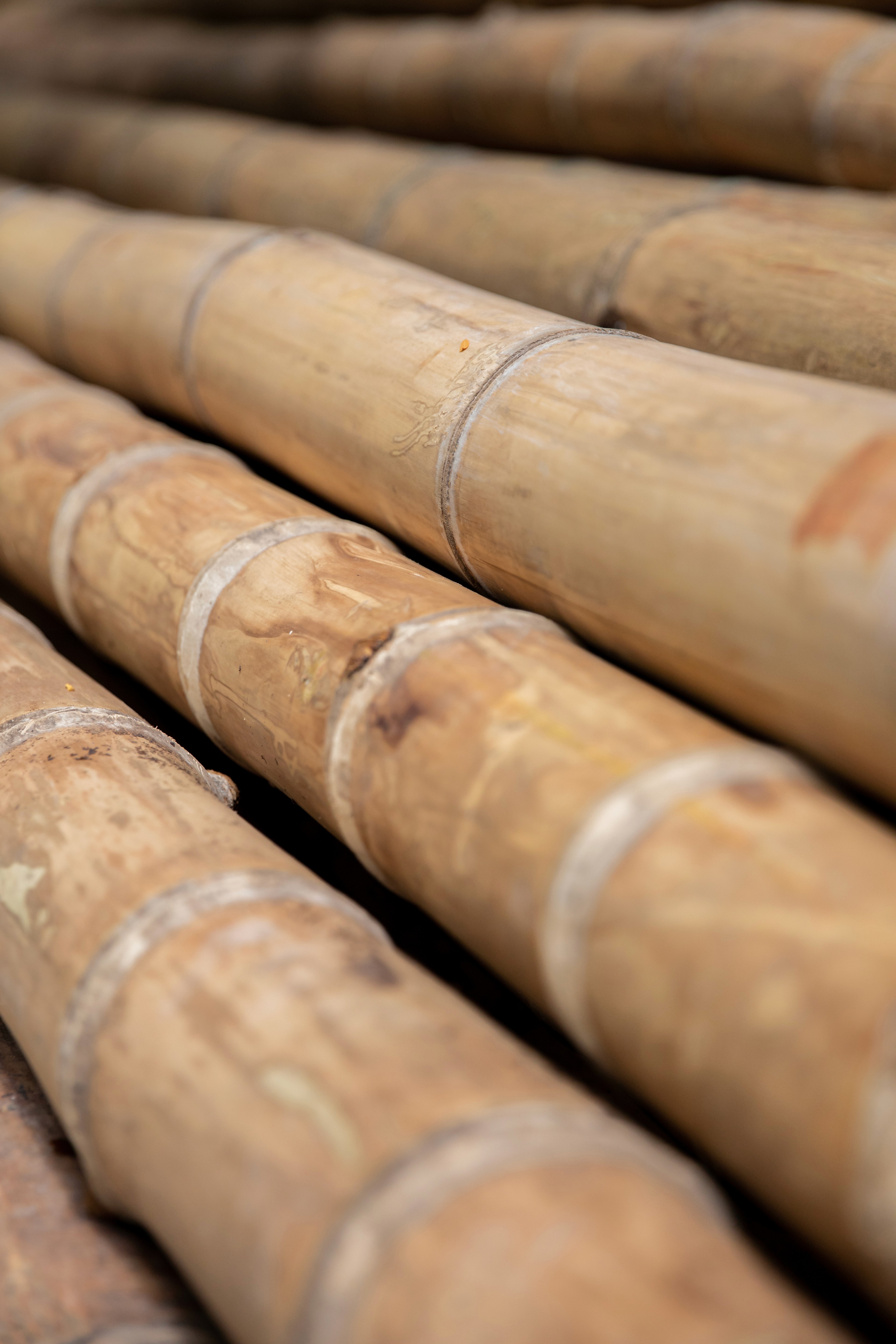 Close-up view of stacked premium bamboo poles, highlighting the natural texture, nodes, and quality of the raw material supply for construction.