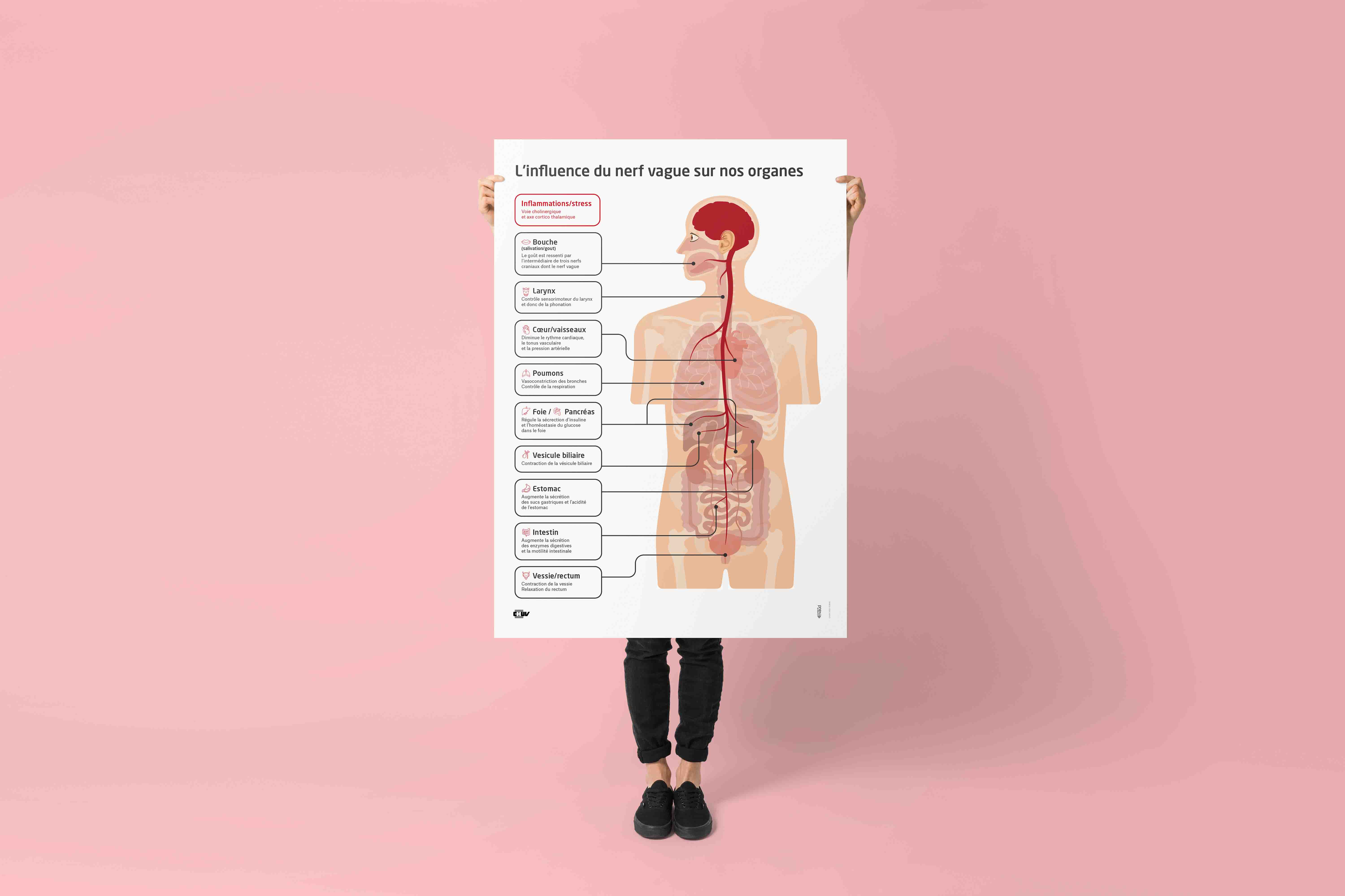 Infographie médicale sur l'influence du nerf vague