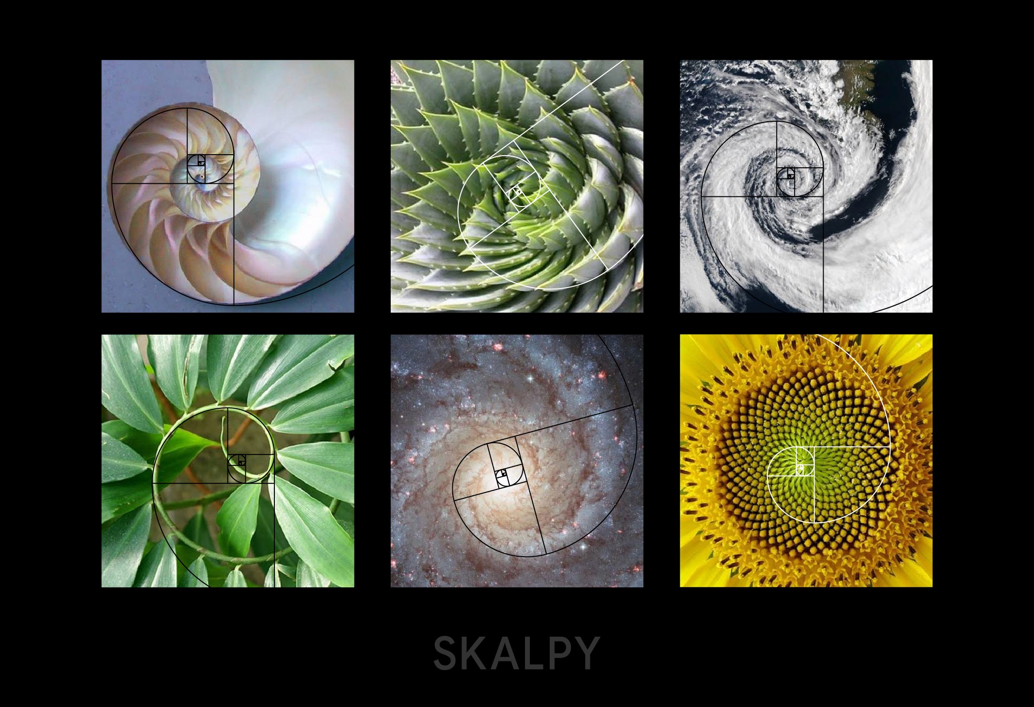 Golden ratio visual example from nature illustrating Fibonacci proportions, referenced by traders using Skaply.