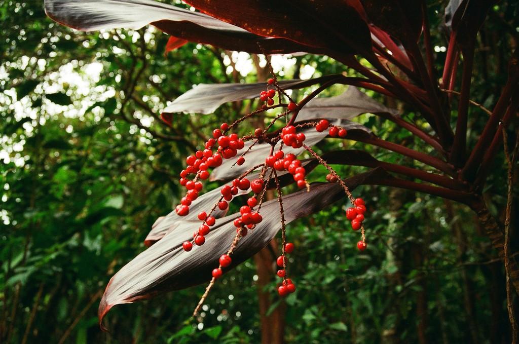white and red flower on brown tree branch