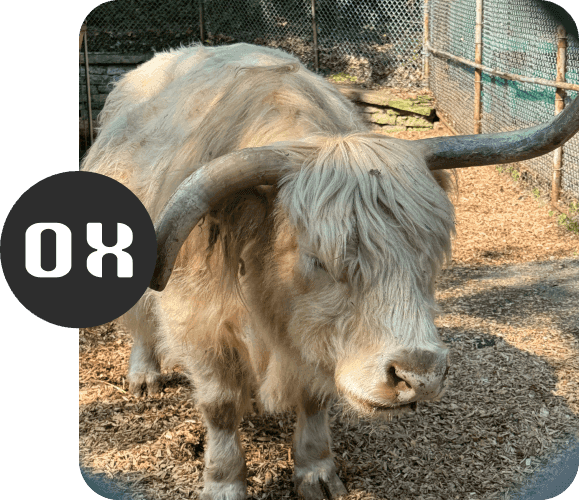 A cream-coloured Highland ox with a shaggy coat standing in an enclosure at High Park Zoo, its long horns curving in opposite directions, one sweeping up and one down. The OX logo sits in a dark circle at the left, its lettering echoing the horns.